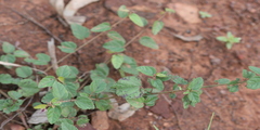 Byttneria herbacea